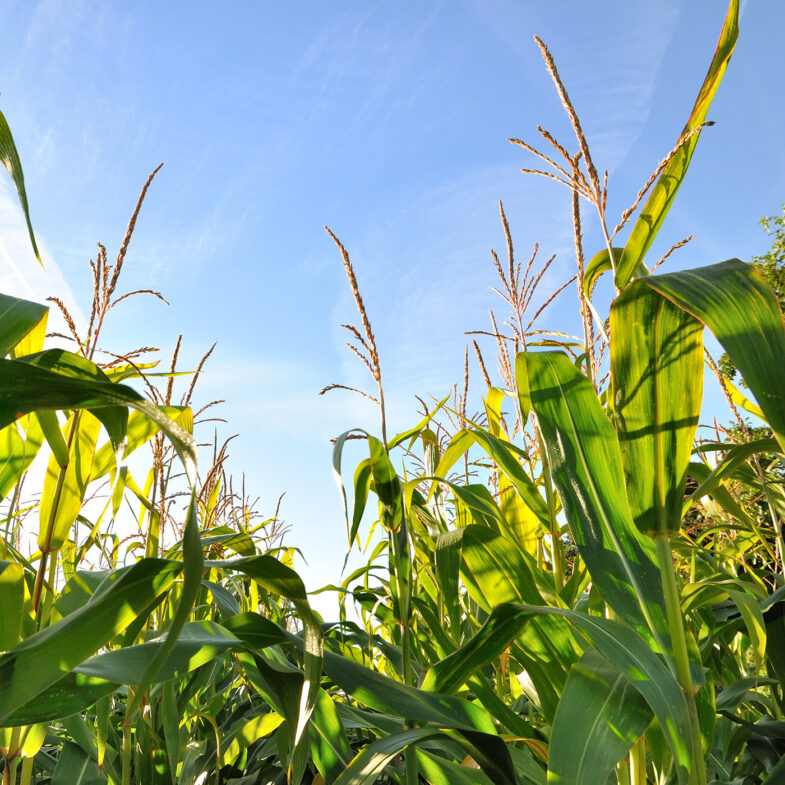 Cornfield